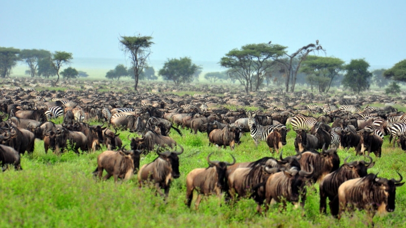 Serengeti National Park Serengeti National Park